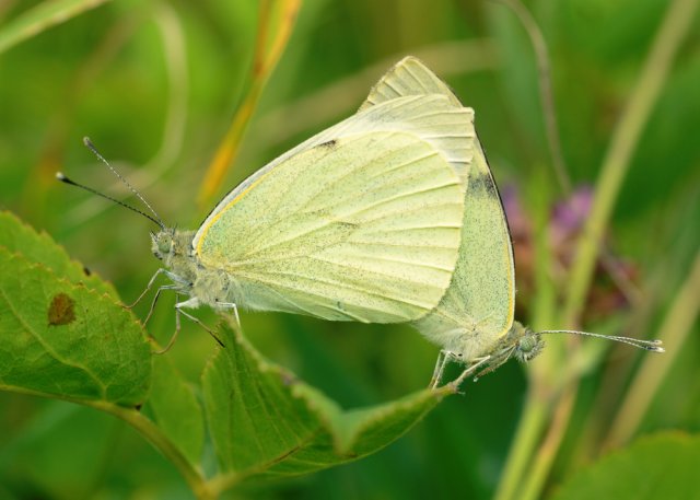Картинка бабочка капустница на белом фоне